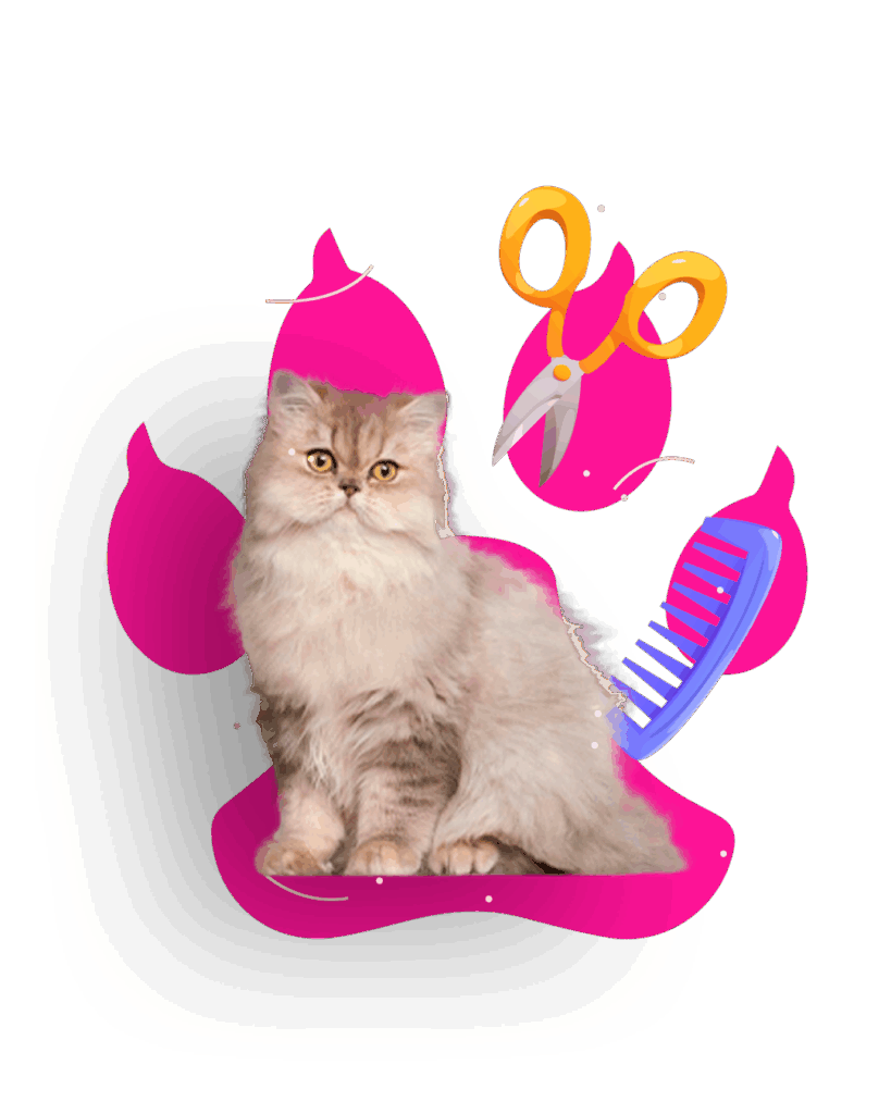 gato persa