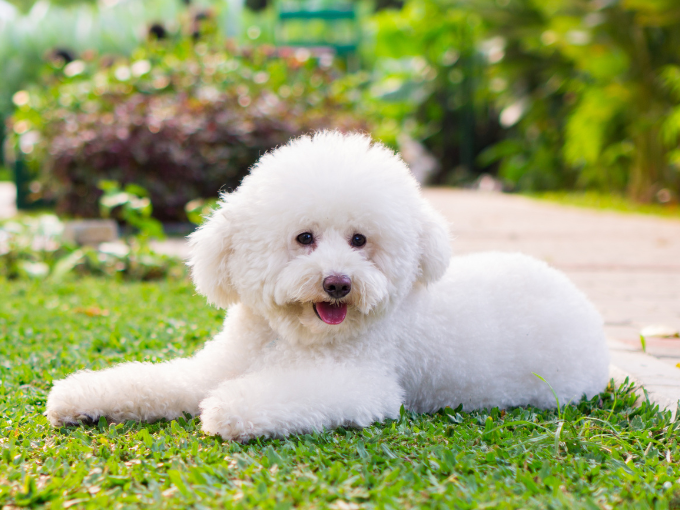 sin título (680 x 510 px) (5)