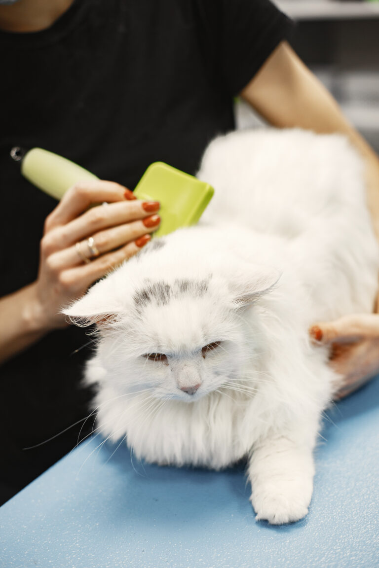 vet combs a white fluffy cat with a green brush