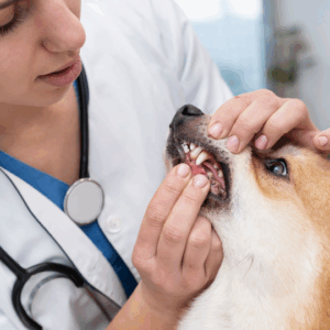 diseño sin título (22)