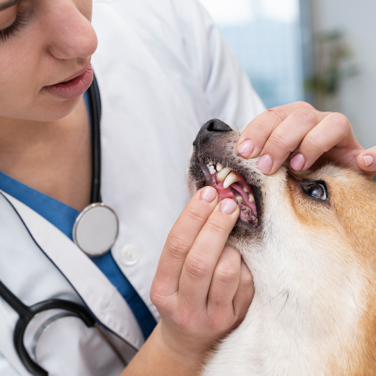 diseño sin título (22)