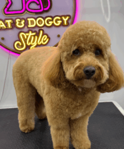 diseño sin título (63)