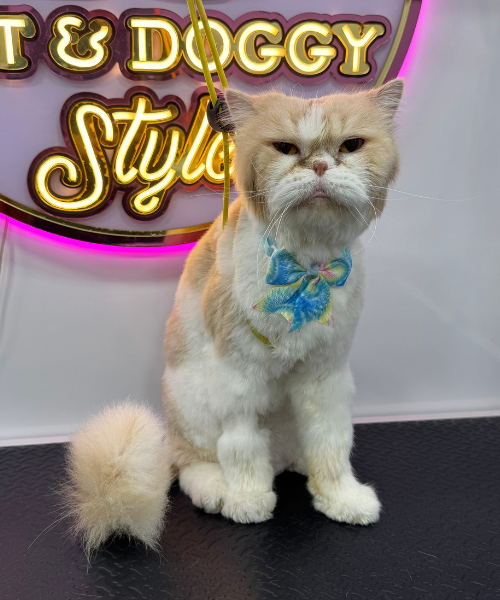 diseño sin título (65)