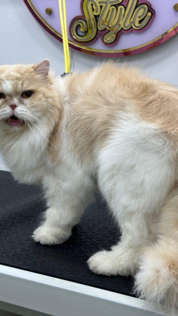 diseño sin título 2025 07 30t124737.752